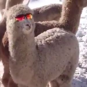 Meet your Posher, Isaiah